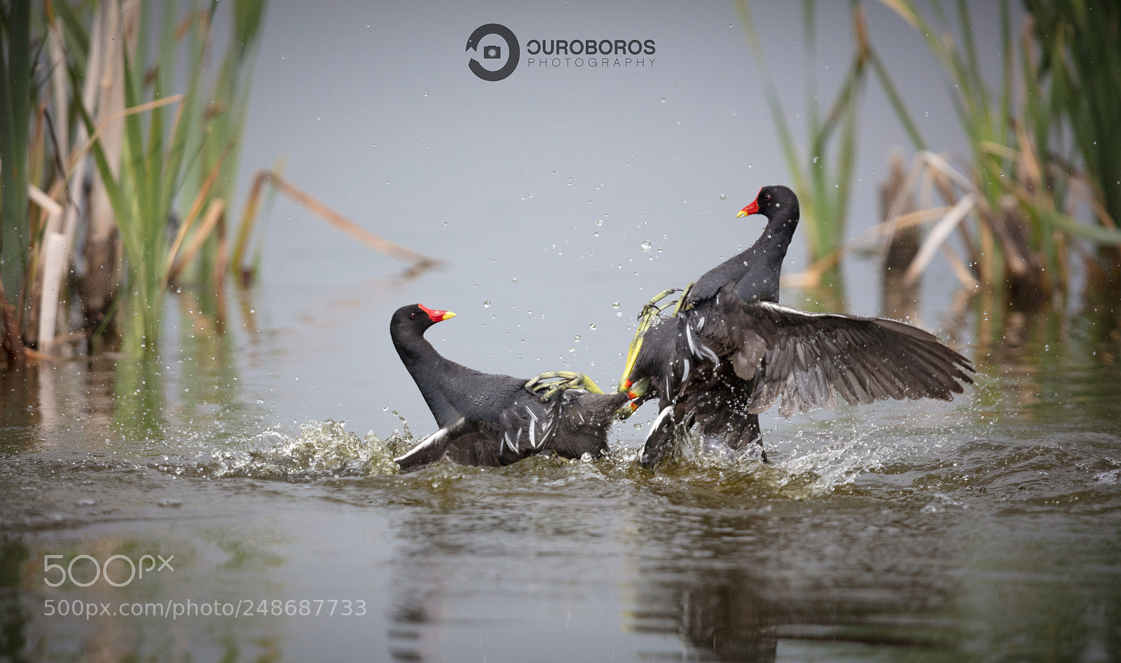 Canon EOS 5DS R sample photo. Moorhen (gallinula chloropus) photography