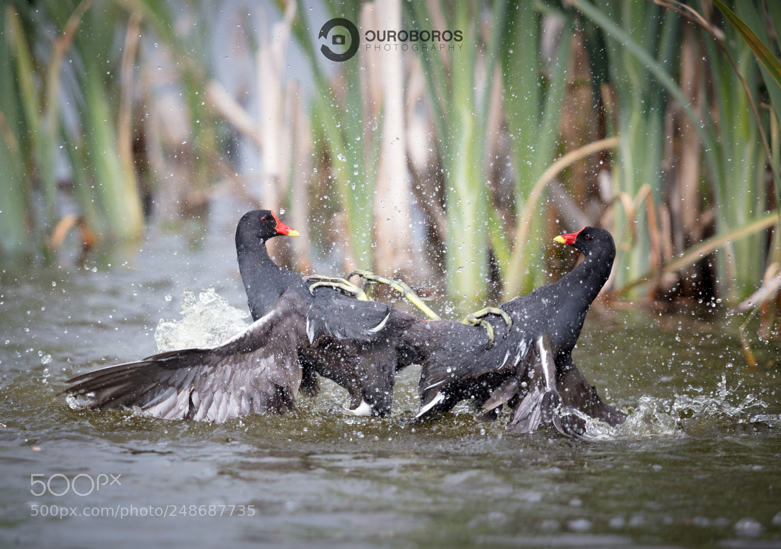 Canon EOS 5DS R sample photo. Moorhen (gallinula chloropus) photography