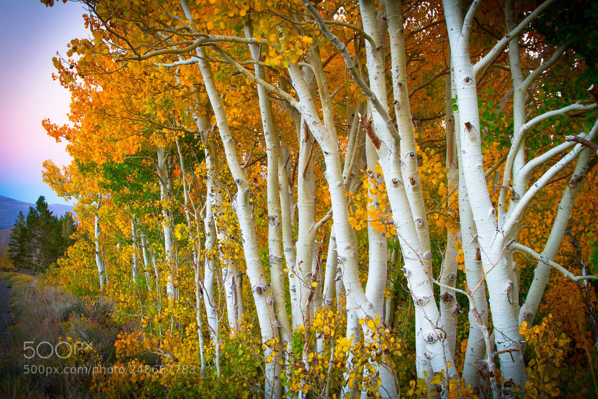 Canon EOS 7D sample photo. Fall, california sierra. photography