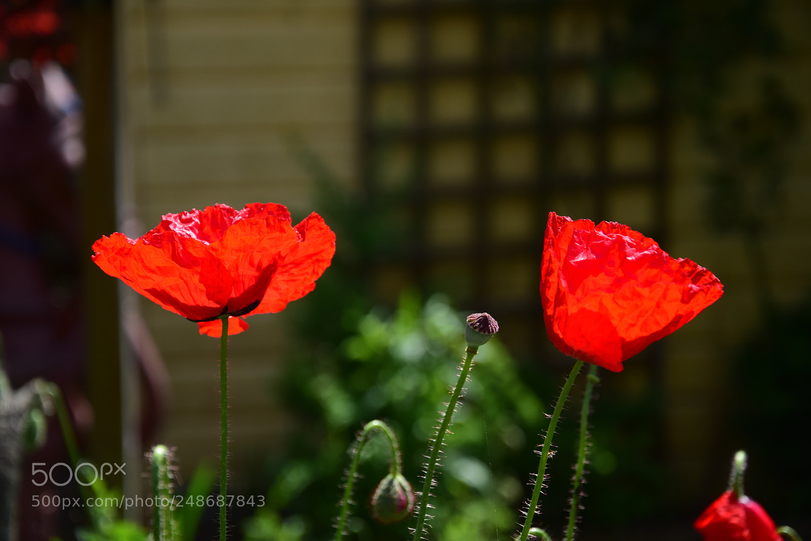 Nikon D5300 sample photo. Poppy flowers photography