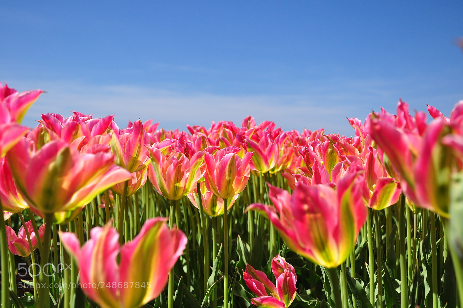 Nikon D90 sample photo. Tulip & blue skies photography