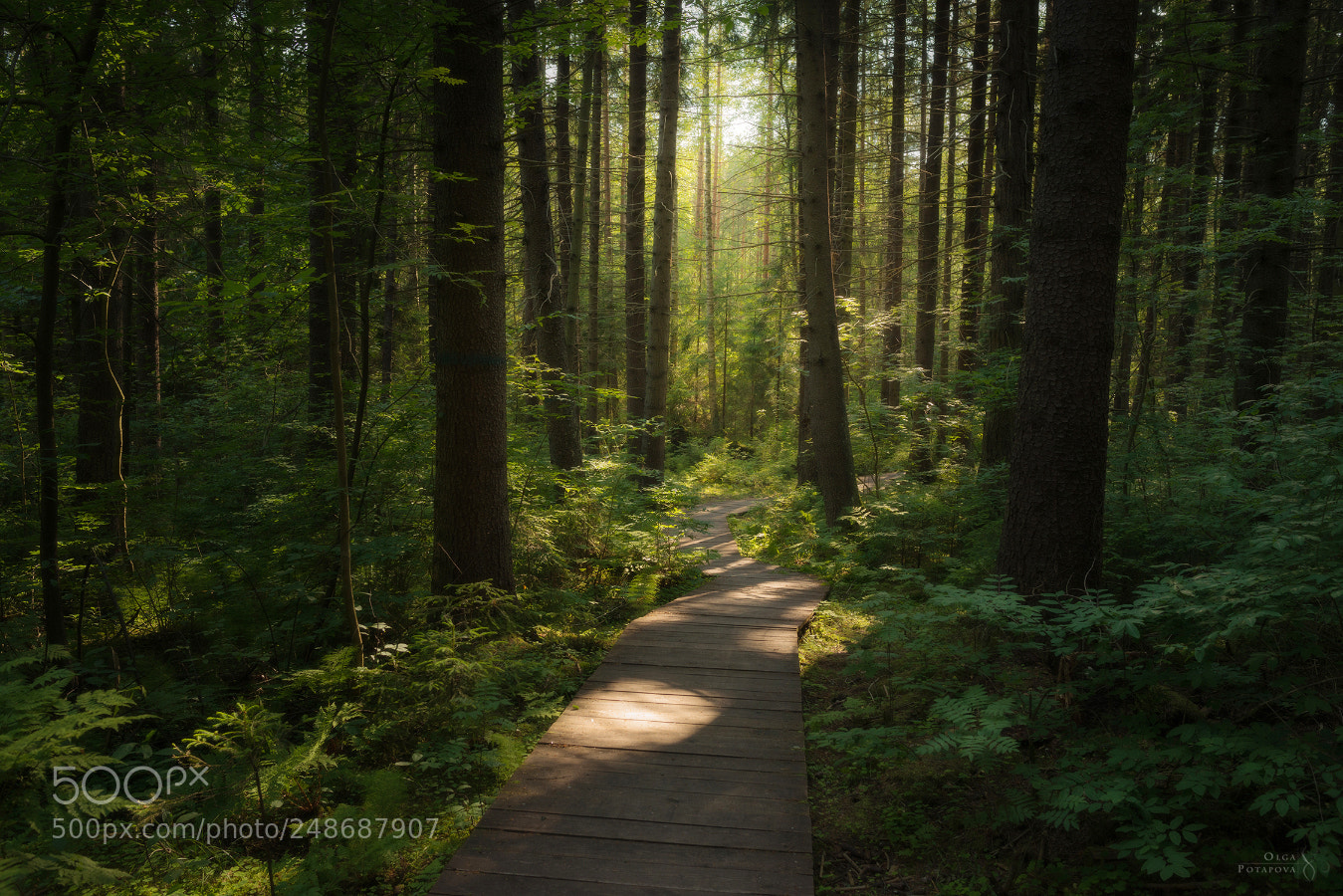 Nikon D800 sample photo. The fir trail photography