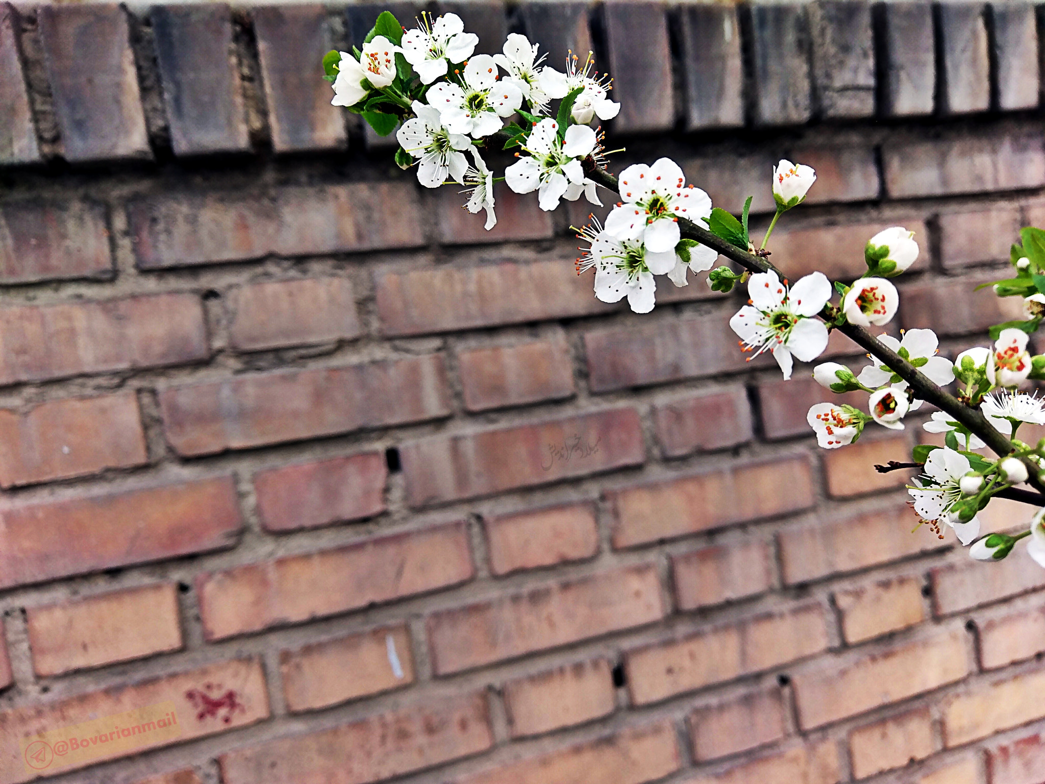 HTC 10 sample photo. Bloom photography