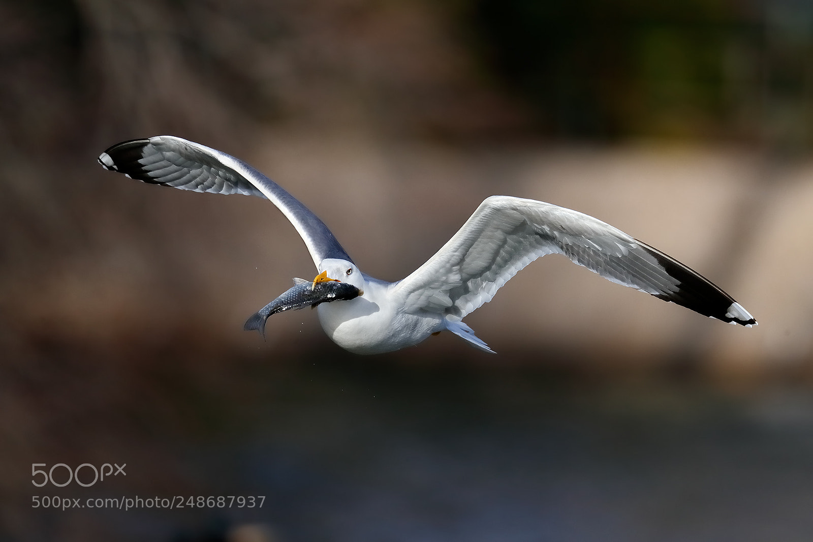 Canon EOS-1D X Mark II sample photo. The herring gull and photography