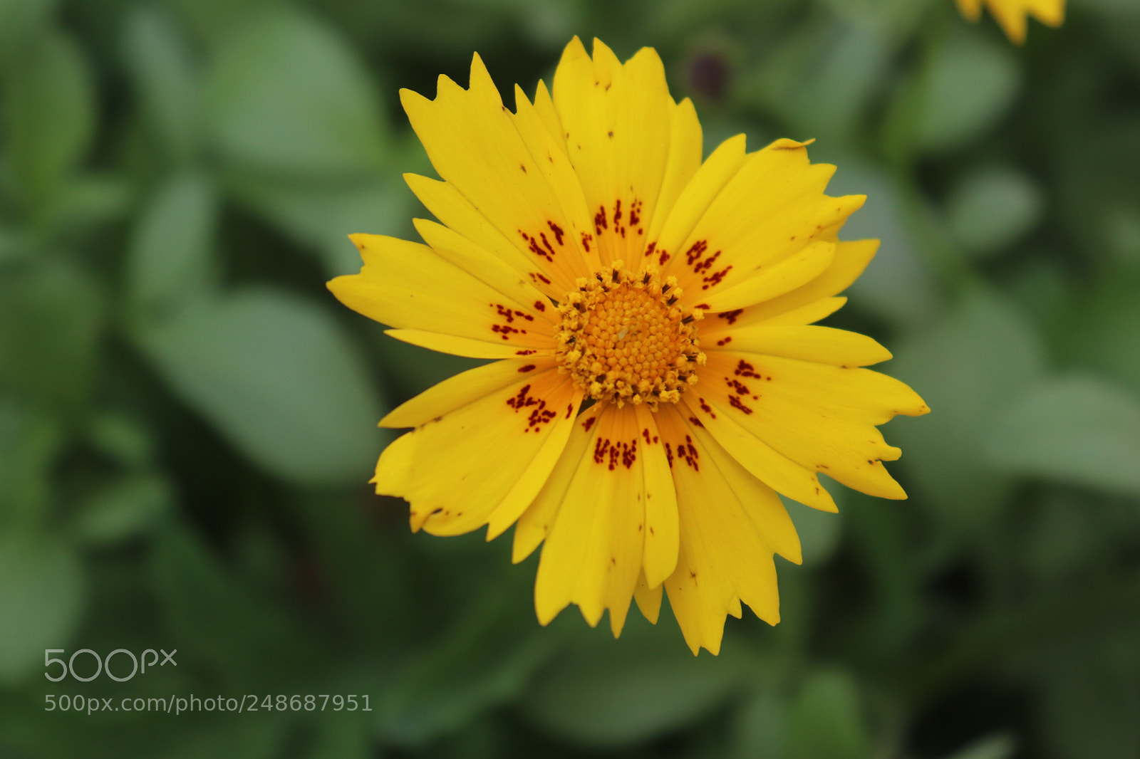 Canon EOS 800D (EOS Rebel T7i / EOS Kiss X9i) sample photo. Img photography