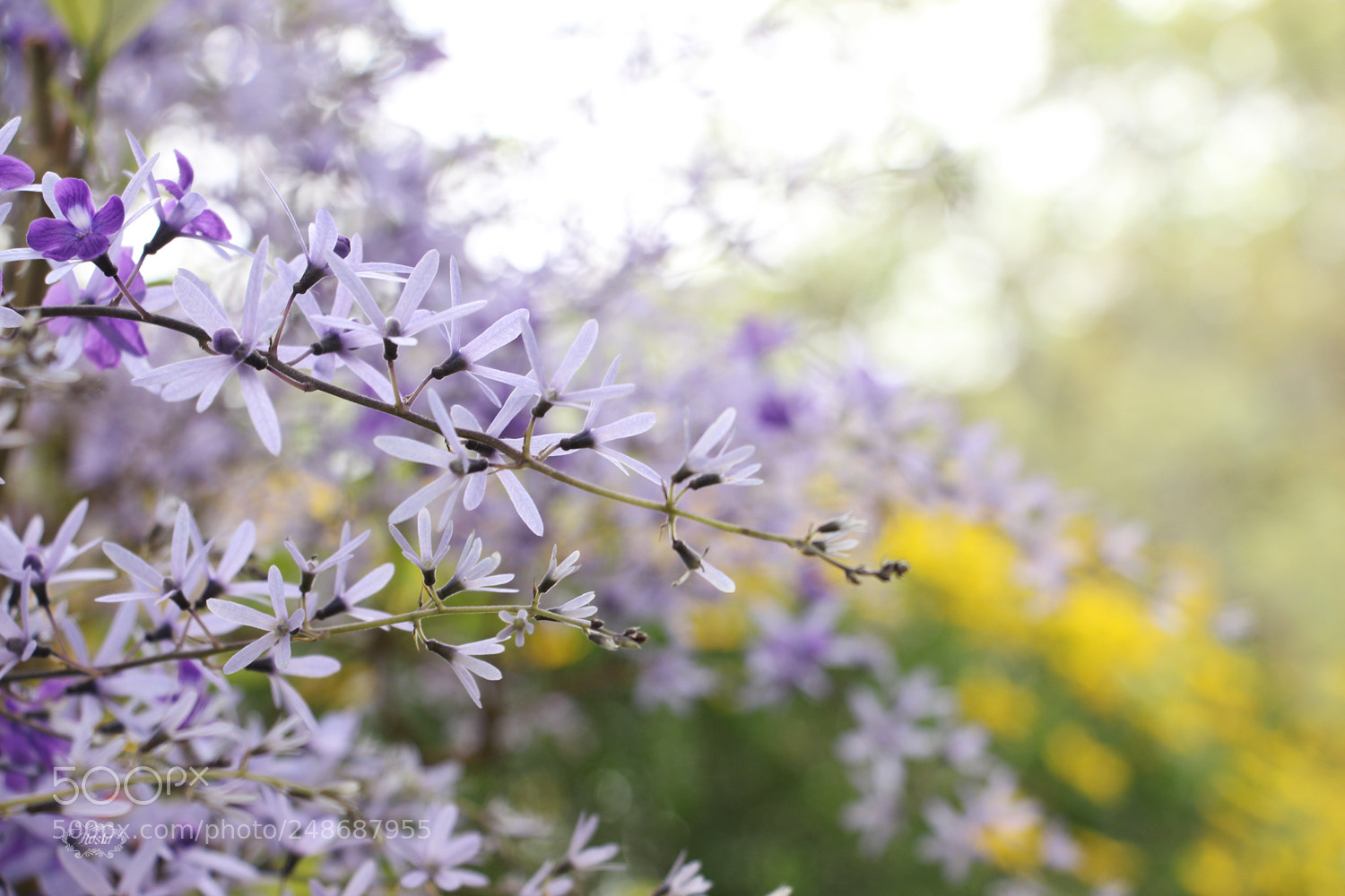 Canon EOS 700D (EOS Rebel T5i / EOS Kiss X7i) sample photo. Sunday afternoon photography