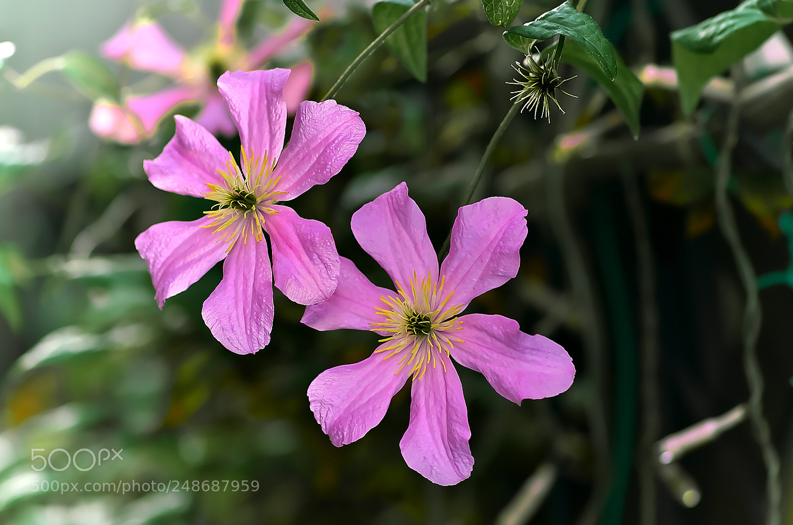 Pentax K-50 sample photo. Clematis・・鉄扇 photography