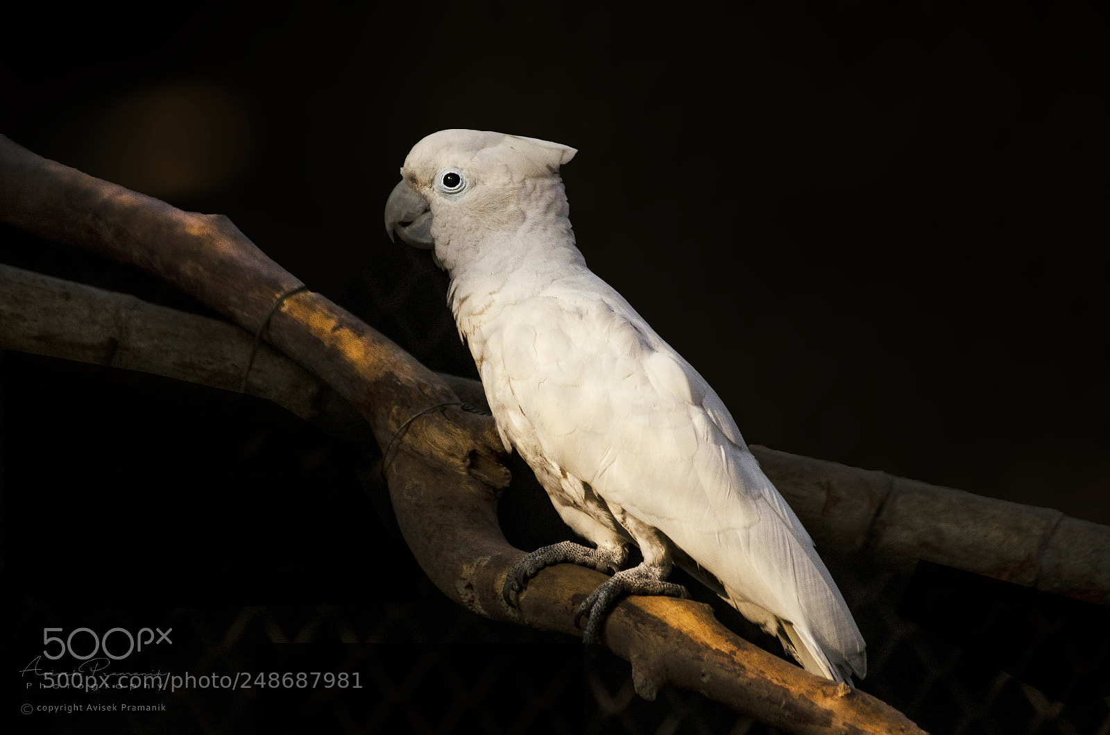 Nikon D5100 sample photo. The white bird. photography