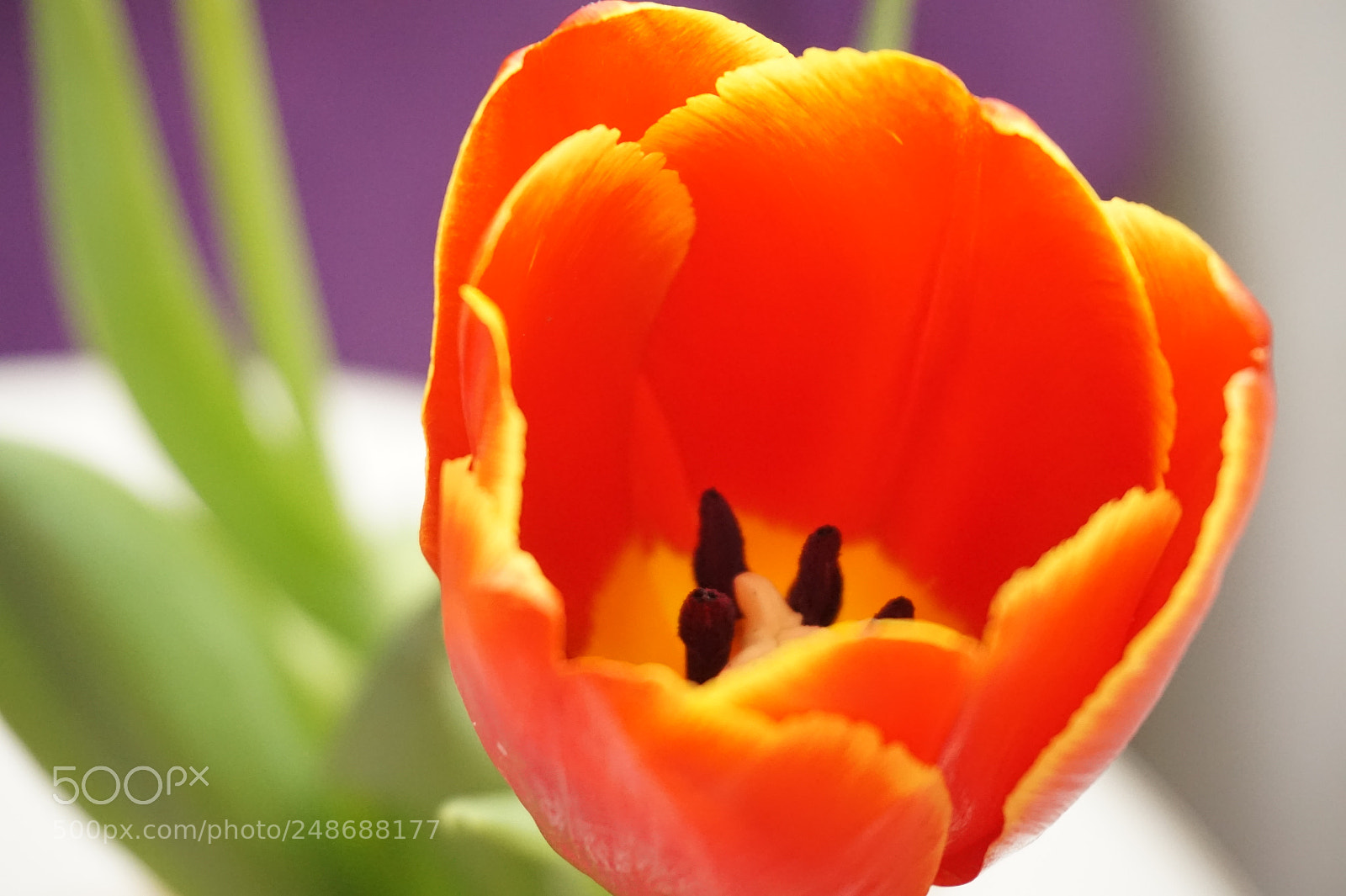 Sony Alpha a5000 (ILCE 5000) sample photo. International women's day photography
