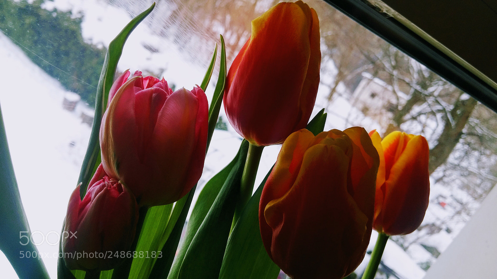 LG G3 sample photo. Colours and snow photography