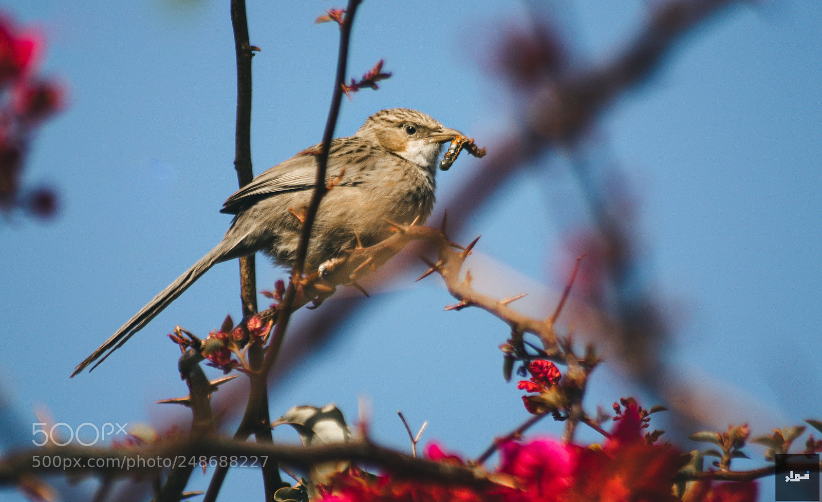 Nikon D5300 sample photo. Finch food photography