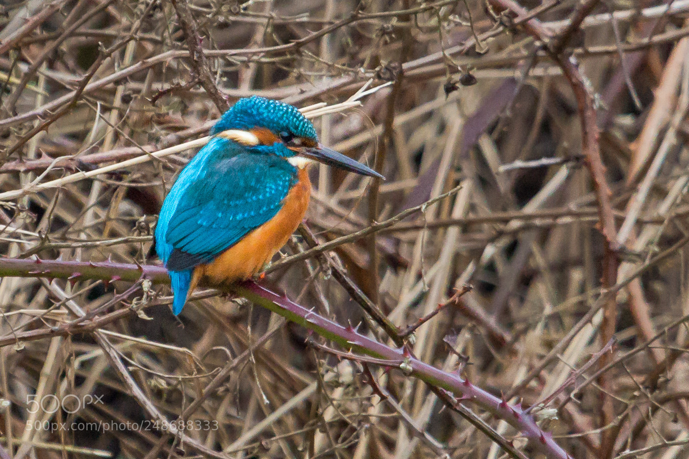 Canon EOS 700D (EOS Rebel T5i / EOS Kiss X7i) sample photo. Kingfisher at lunt meadows photography