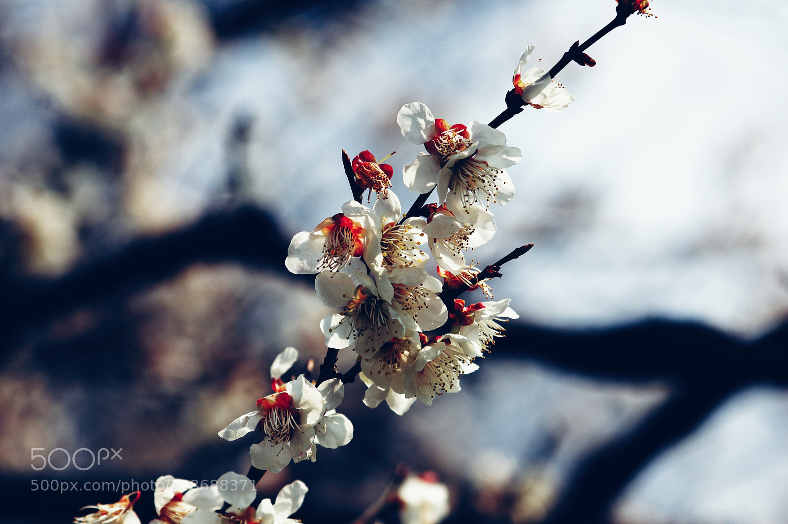 Pentax K-3 II sample photo. Untitled photography