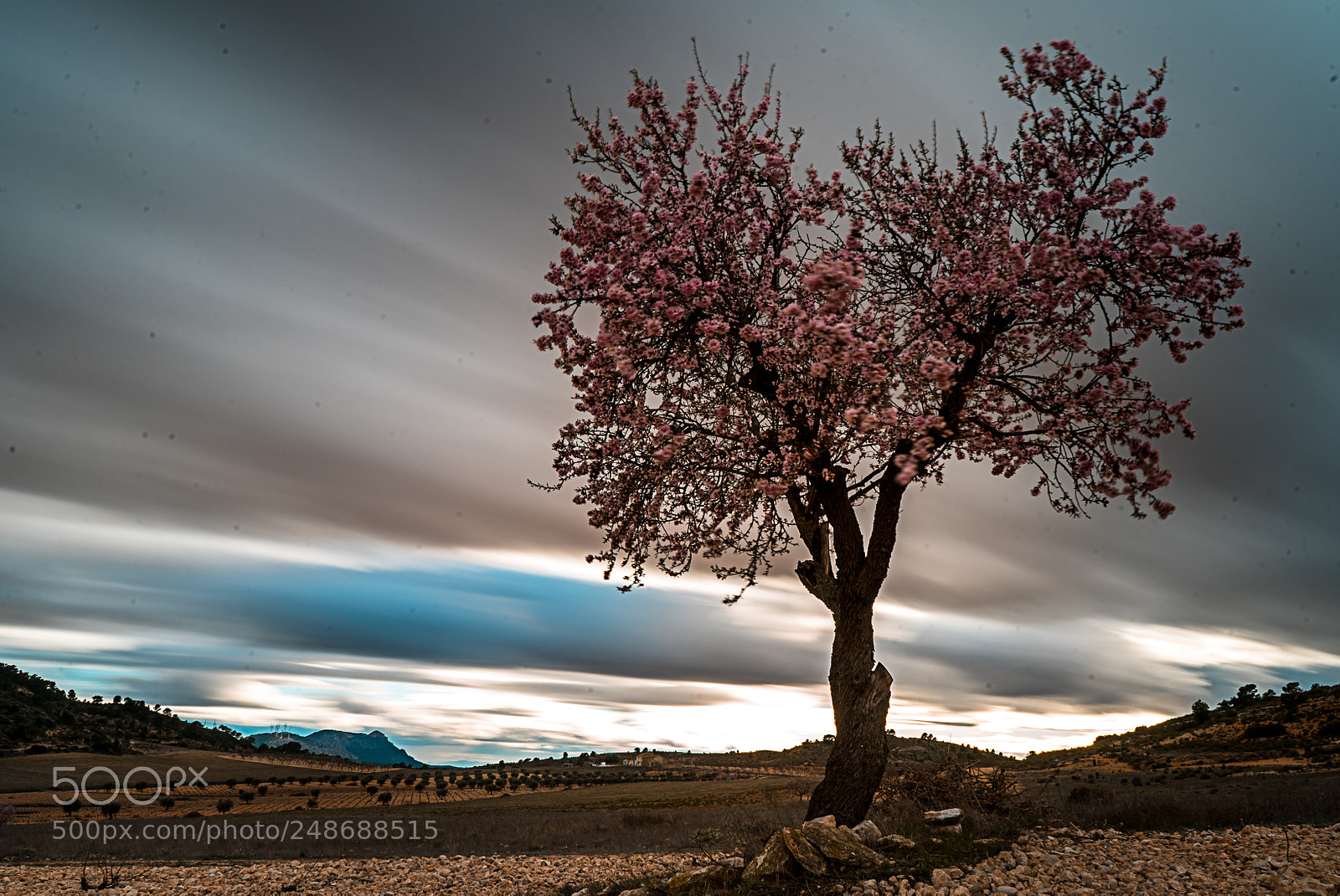Sony a7S sample photo. Flower tree photography