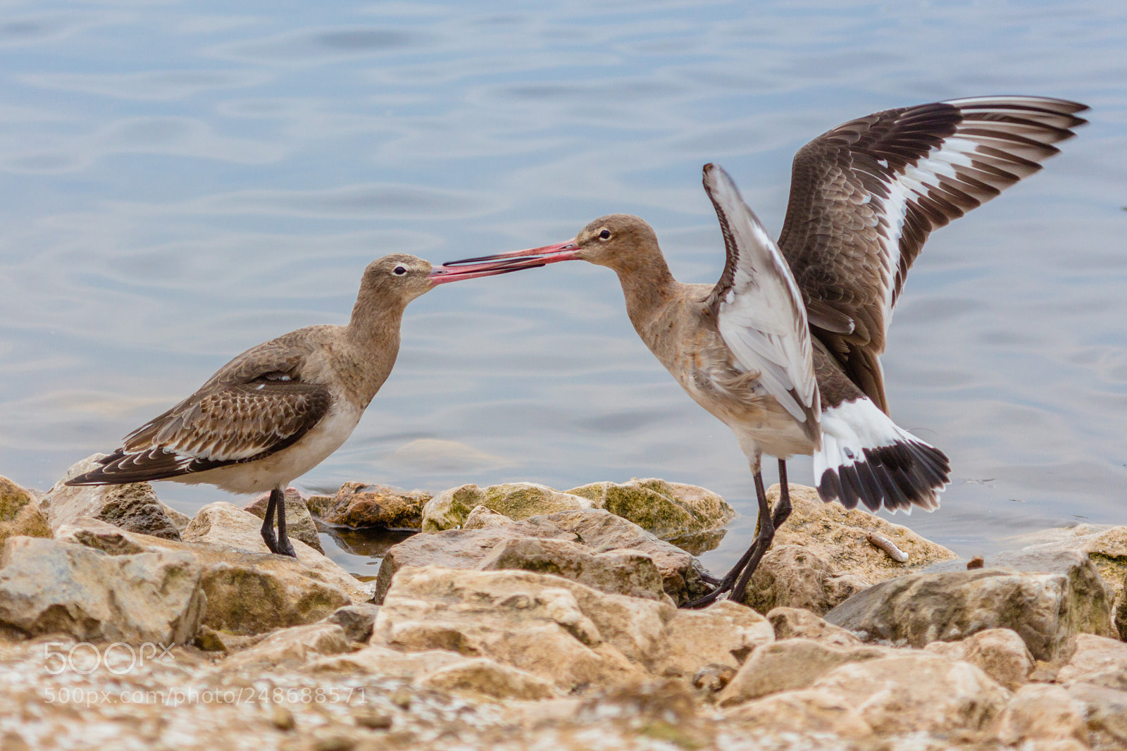 Canon EOS 700D (EOS Rebel T5i / EOS Kiss X7i) sample photo. Black tailed godwit at photography