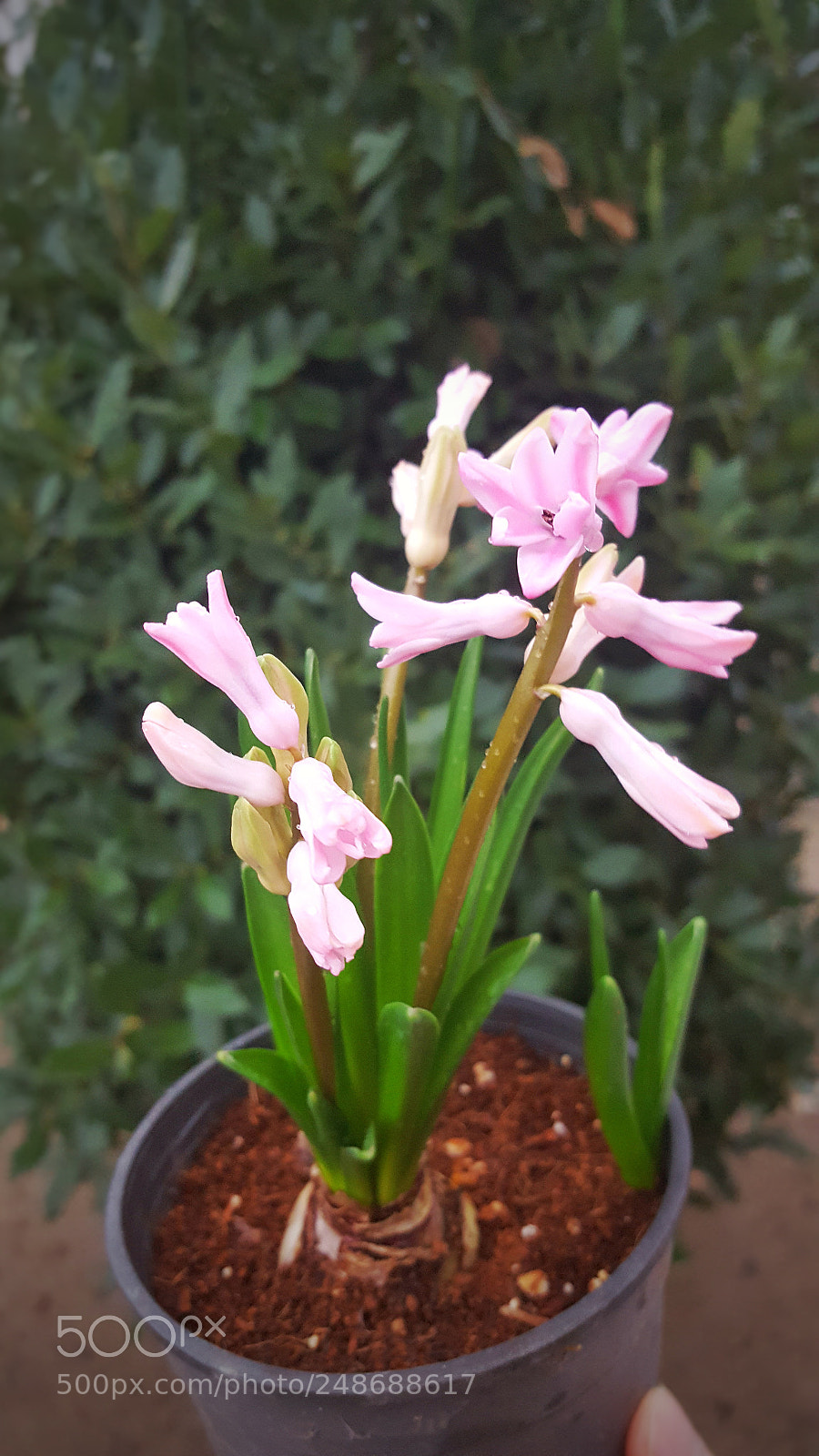 Samsung Galaxy S6 sample photo. Pink colors photography