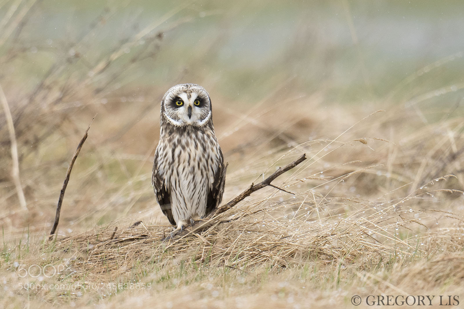 Nikon D810 sample photo. Short-eared owl photography