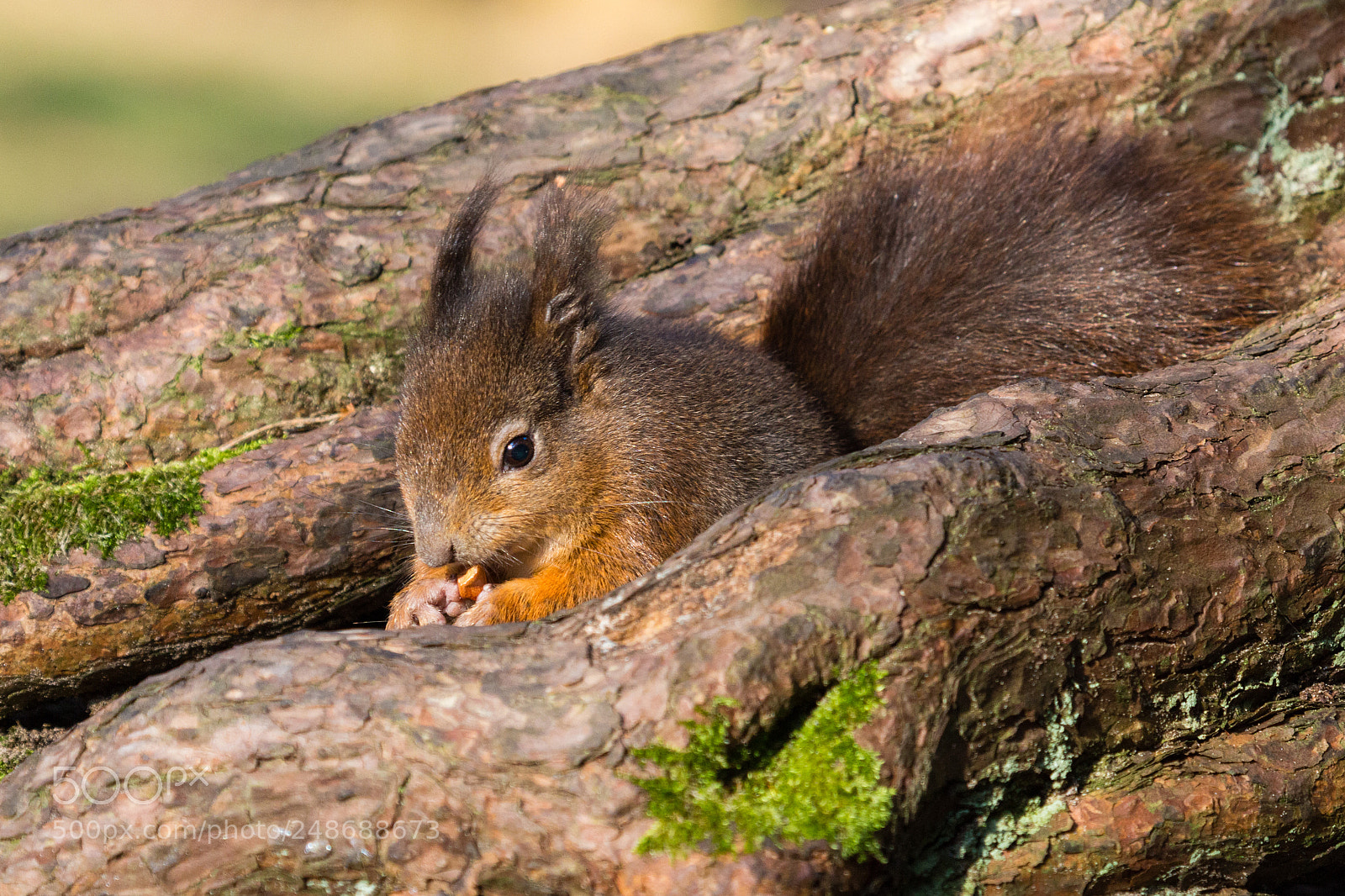 Canon EOS 700D (EOS Rebel T5i / EOS Kiss X7i) sample photo. Red squirrel at formby photography