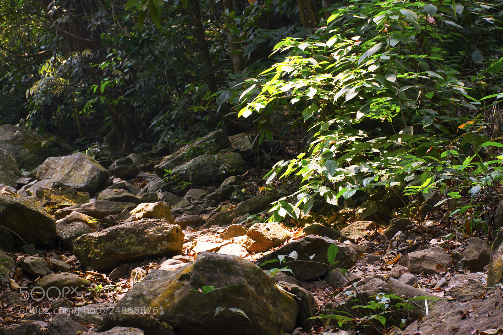 Nikon D5300 sample photo. Forest photography