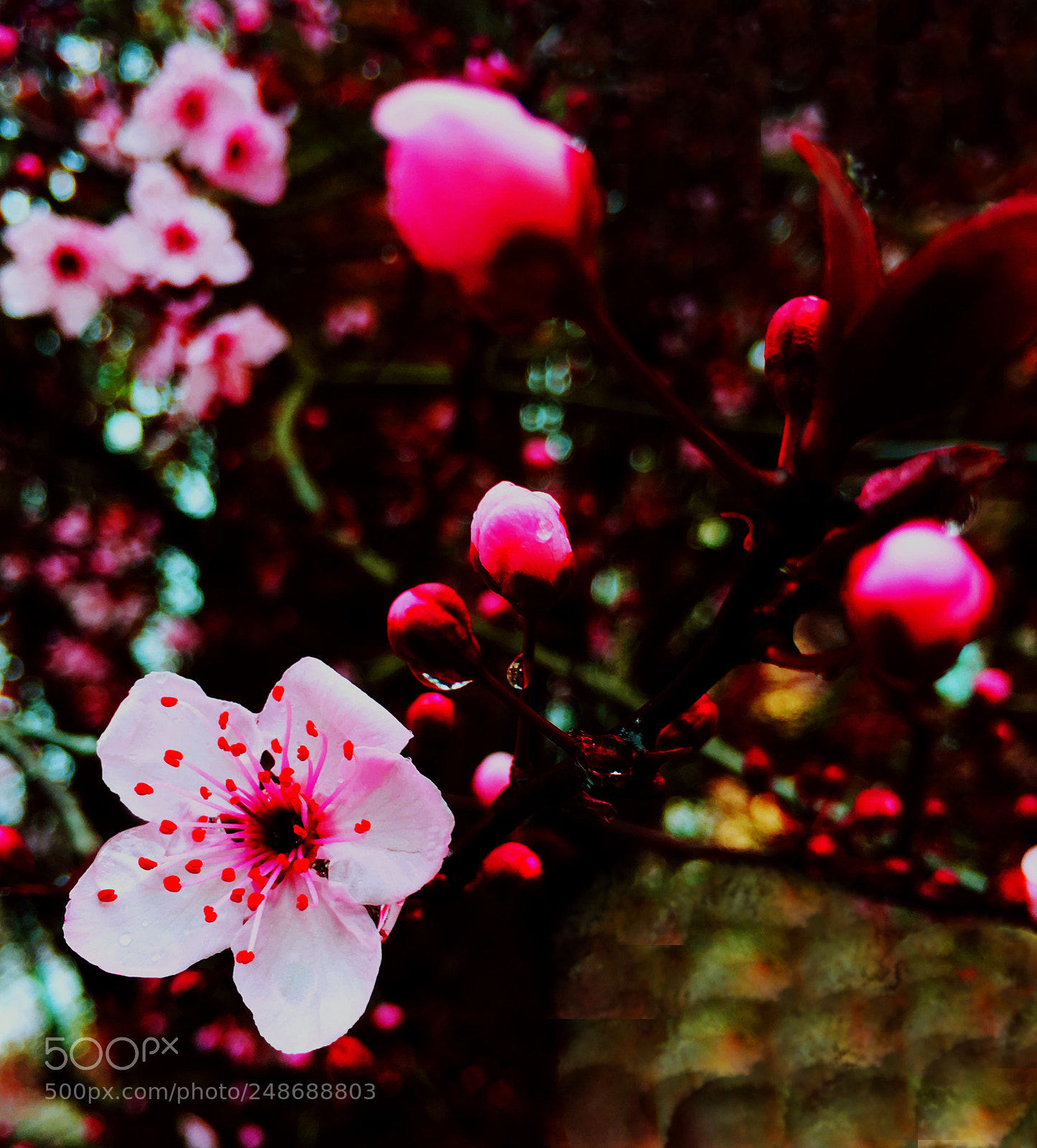 Apple iPhone 6s Plus sample photo. Primavera photography