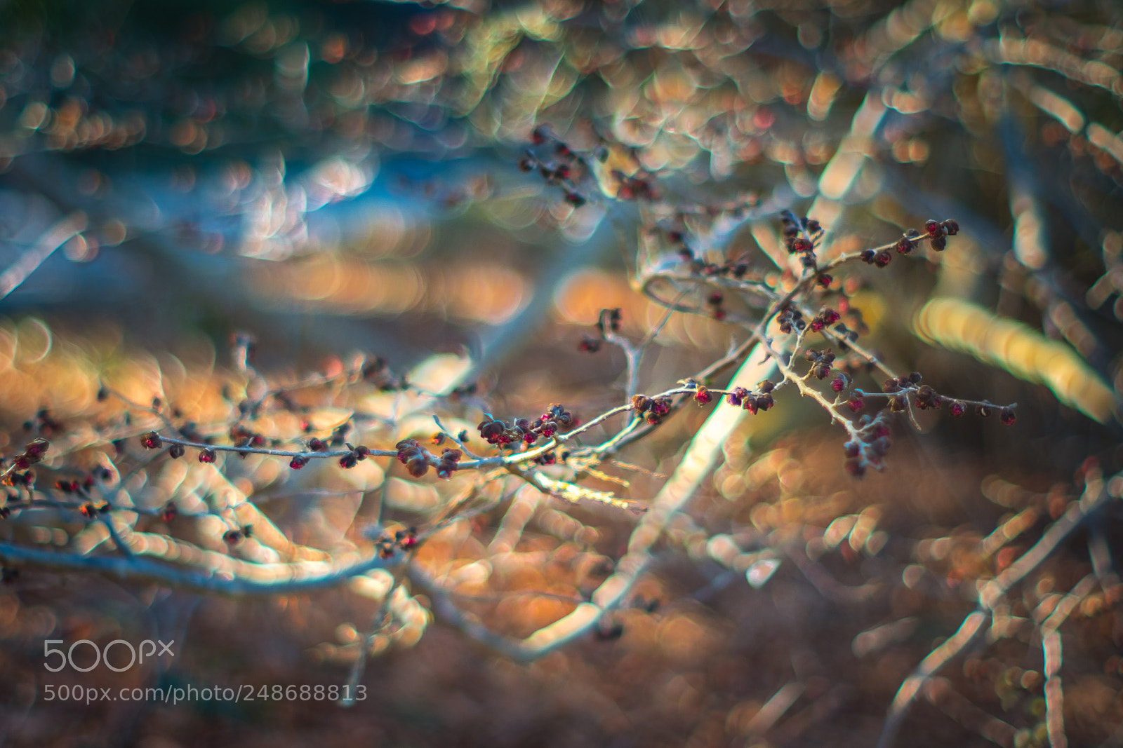 Fujifilm X-T2 sample photo. Branches and bokeh photography