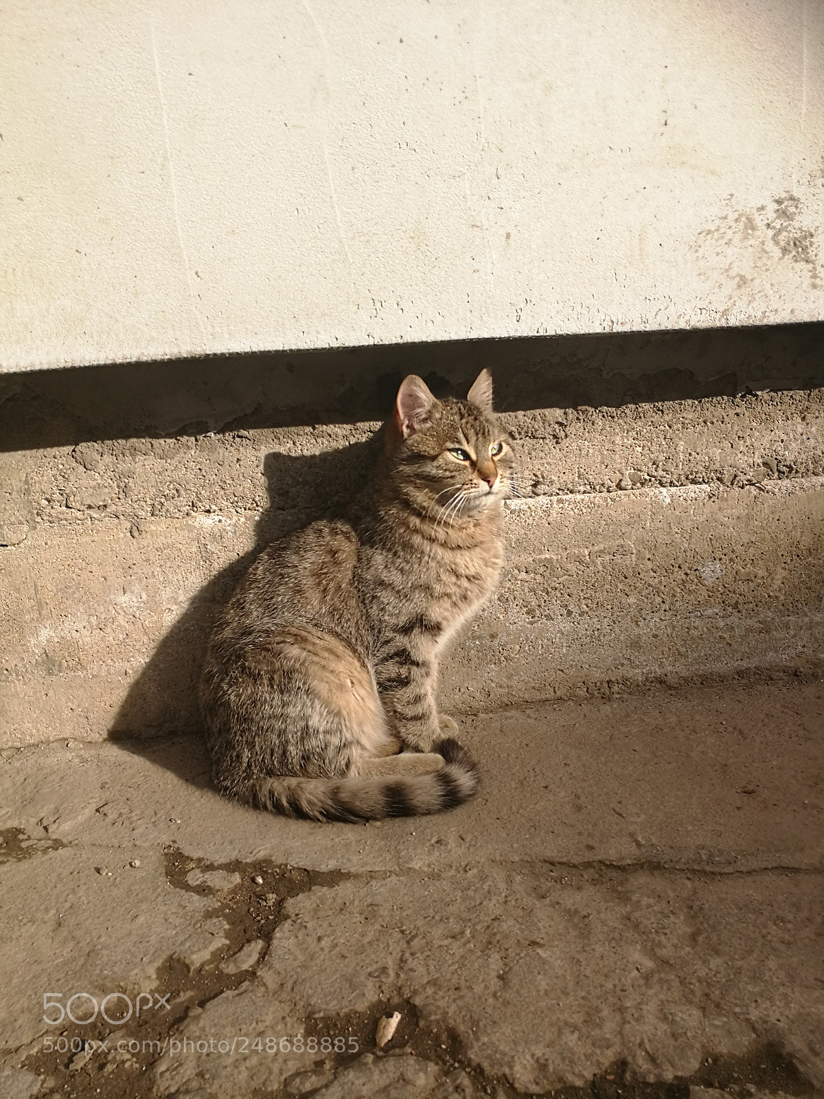 HUAWEI P10 sample photo. Cat photography