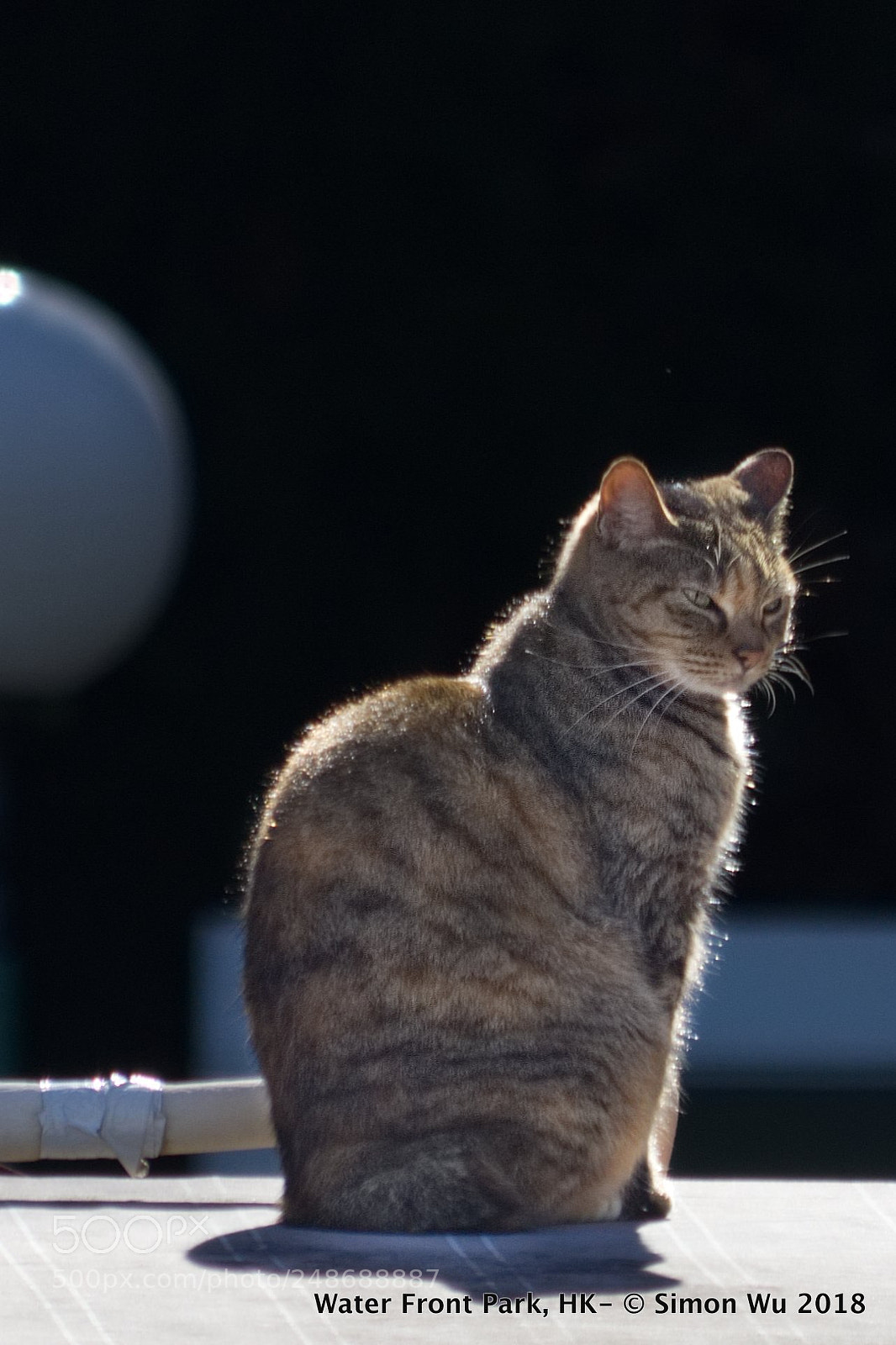 Olympus OM-D E-M5 sample photo. Cat photography