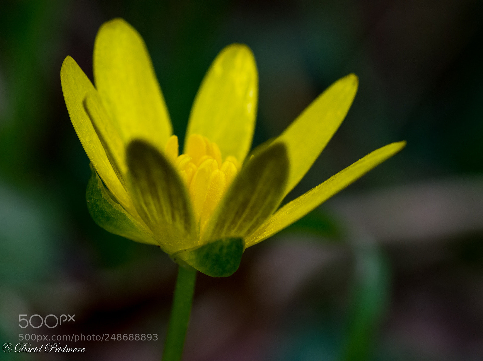 Nikon D7200 sample photo. Yellow too photography