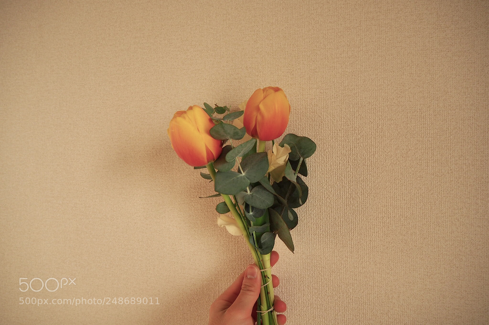 Olympus OM-D E-M10 II sample photo. Gift photography