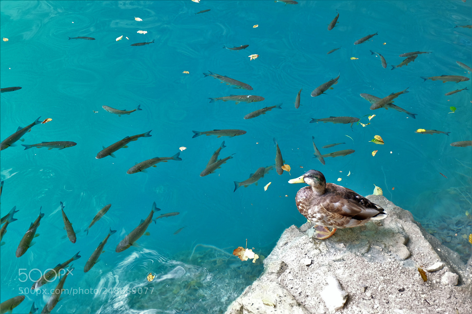 Fujifilm X-M1 sample photo. Sleep with the fishes photography