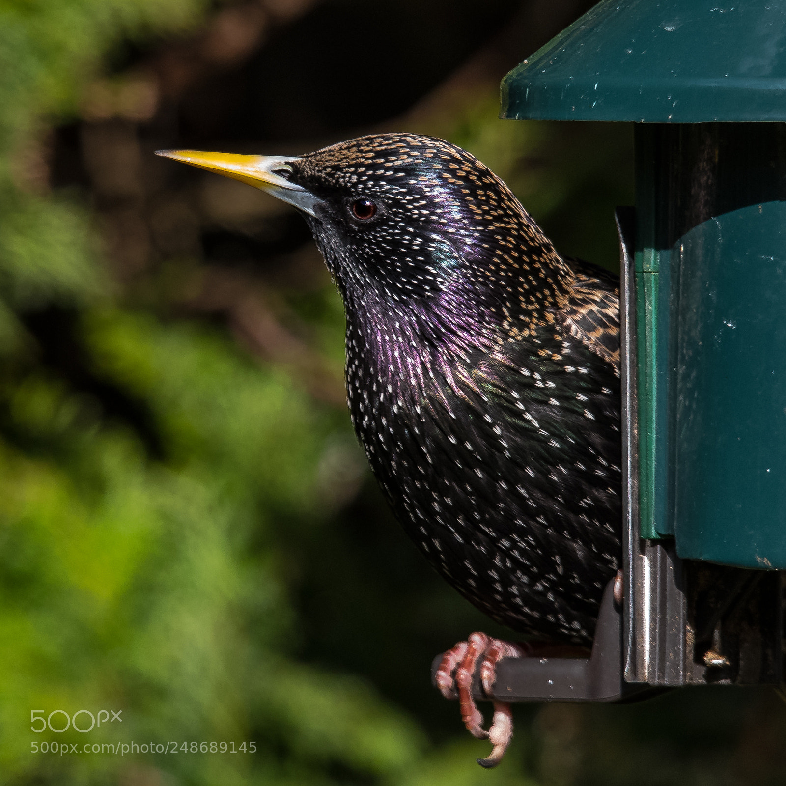 Nikon D850 sample photo. Starling predator! photography