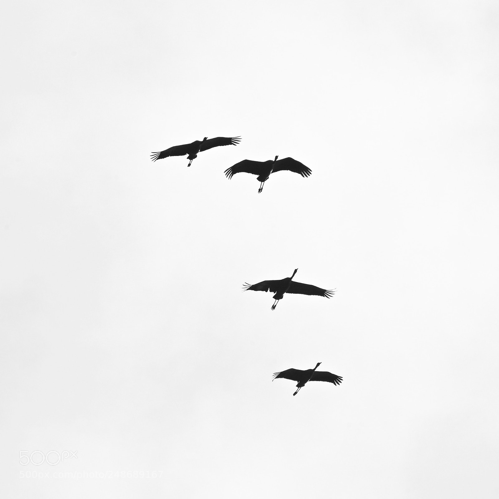 Nikon D500 sample photo. Untitled photography