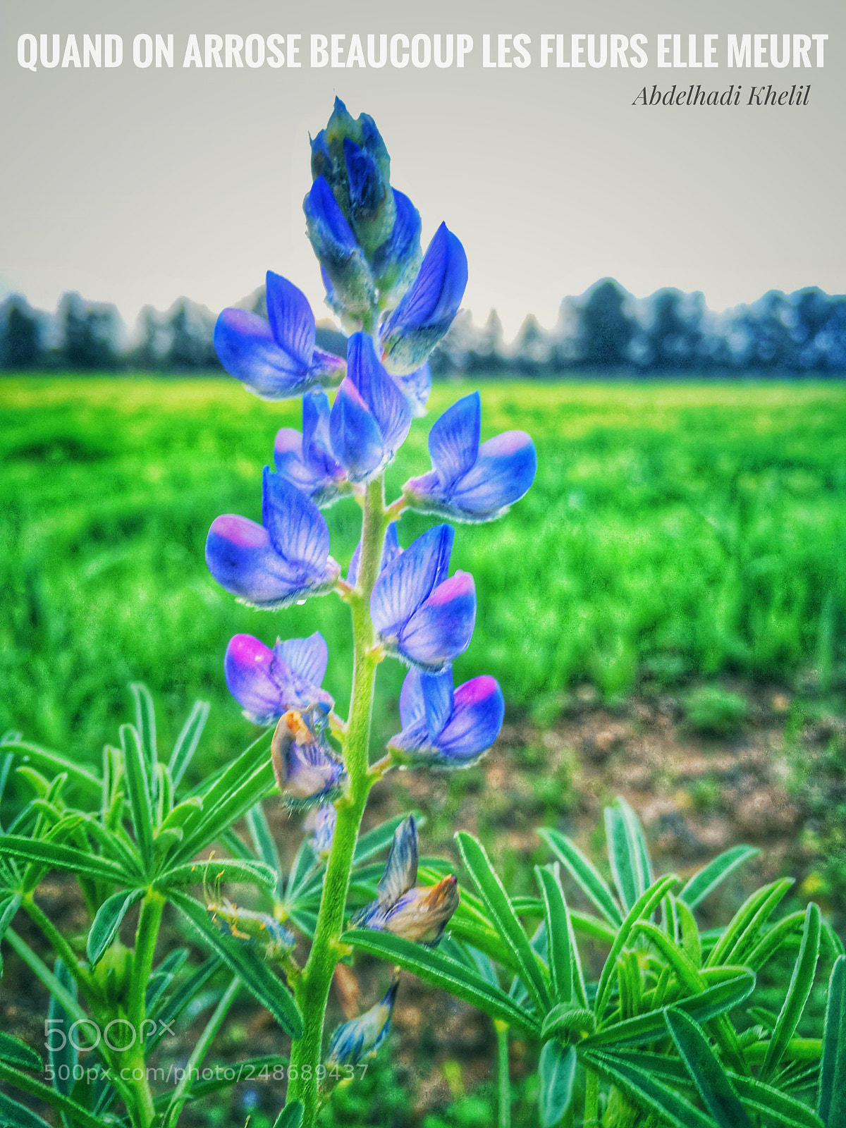 Apple iPhone SE sample photo. Good morning photography