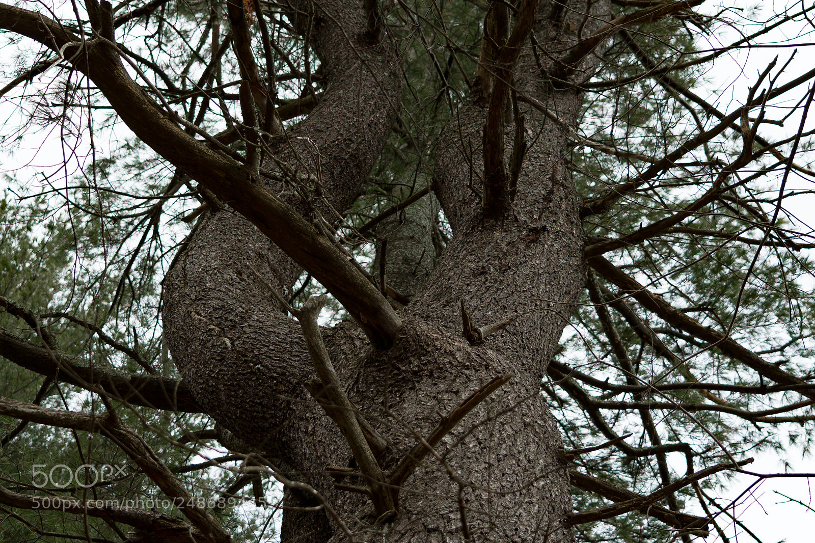 Nikon D500 sample photo. This tree should be photography