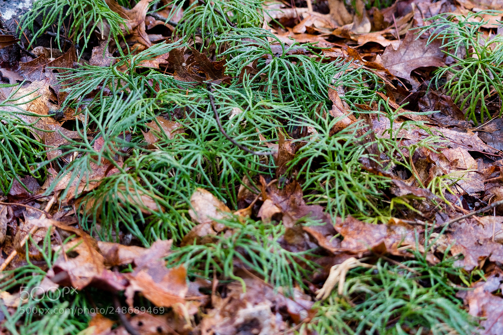 Nikon D500 sample photo. Mini tropical rainforest lol photography