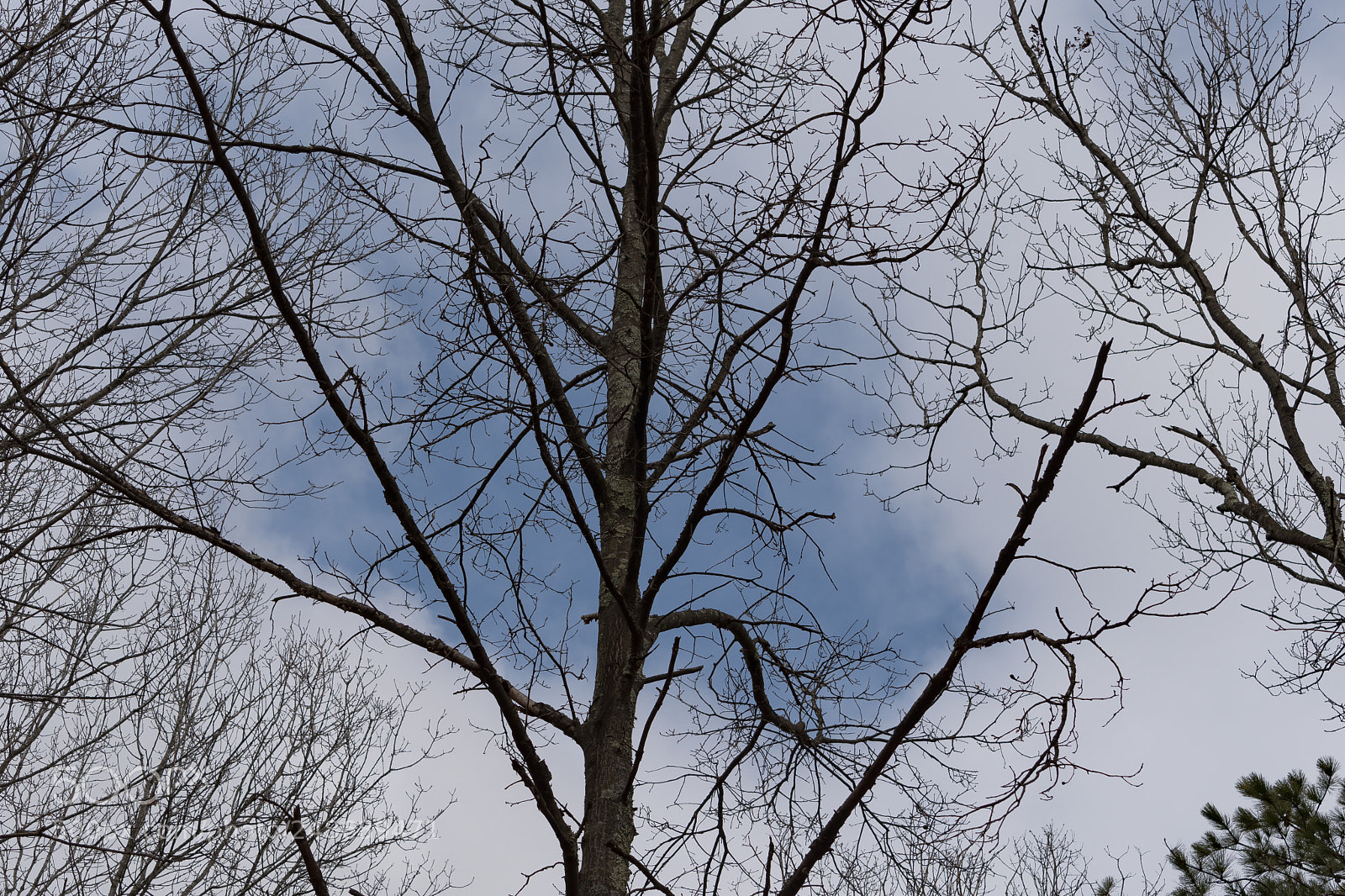 Nikon D500 sample photo. A tiny blue sky photography