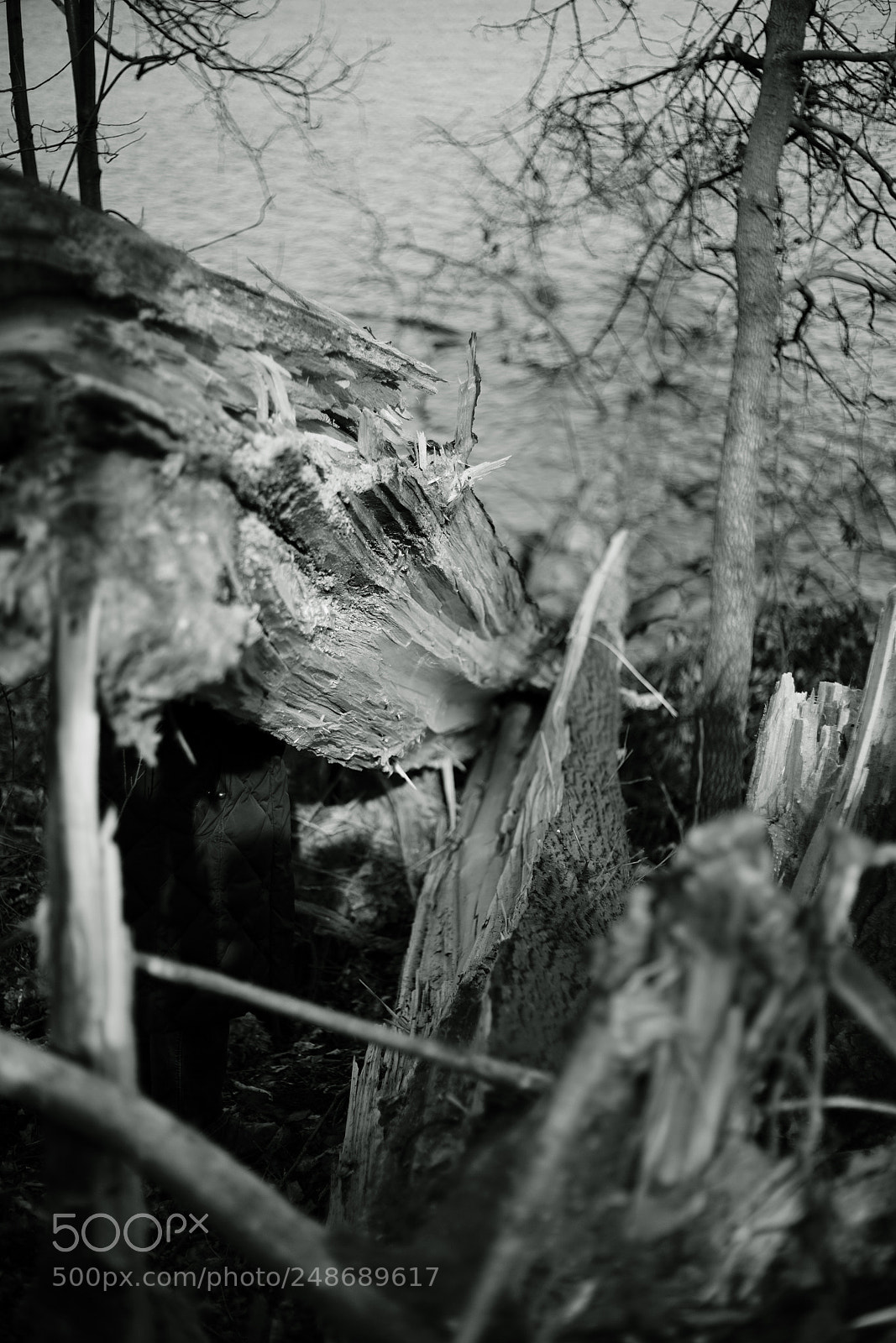 Sony a7R II sample photo. Broken tree photography
