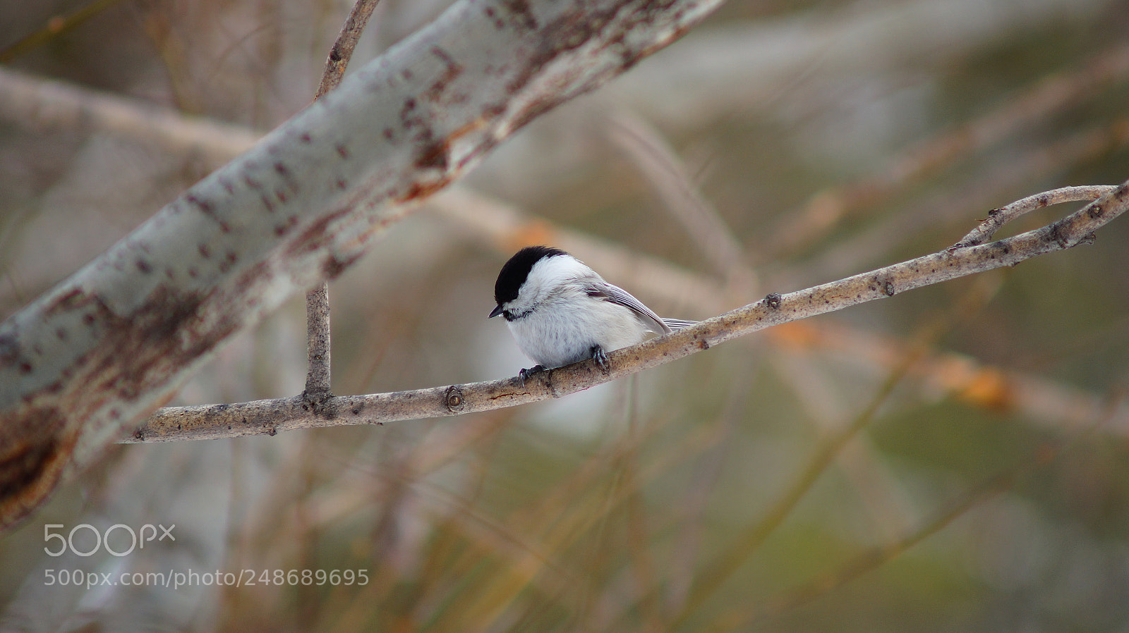 Sony SLT-A58 sample photo. Bird photography