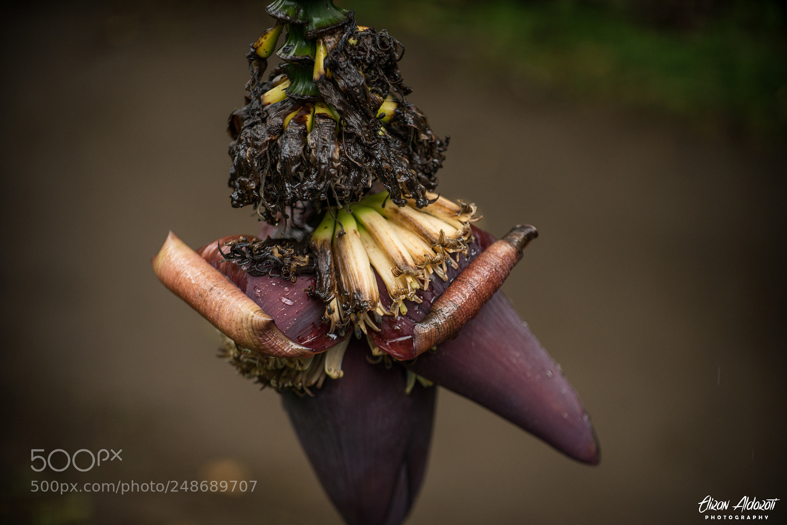 Nikon D610 sample photo. Banana tree photography