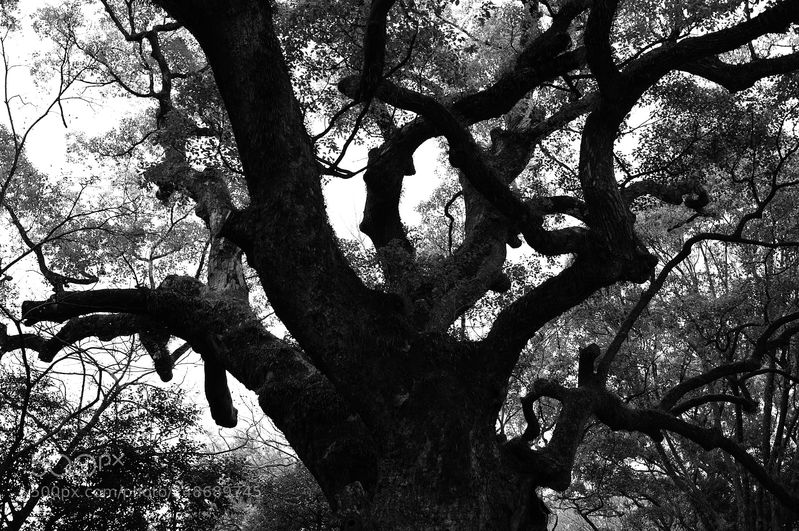 Nikon Df sample photo. Silhouette photography