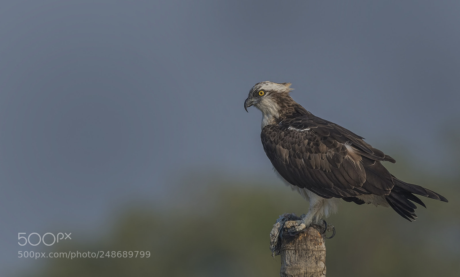 Nikon D500 sample photo. Osprey photography