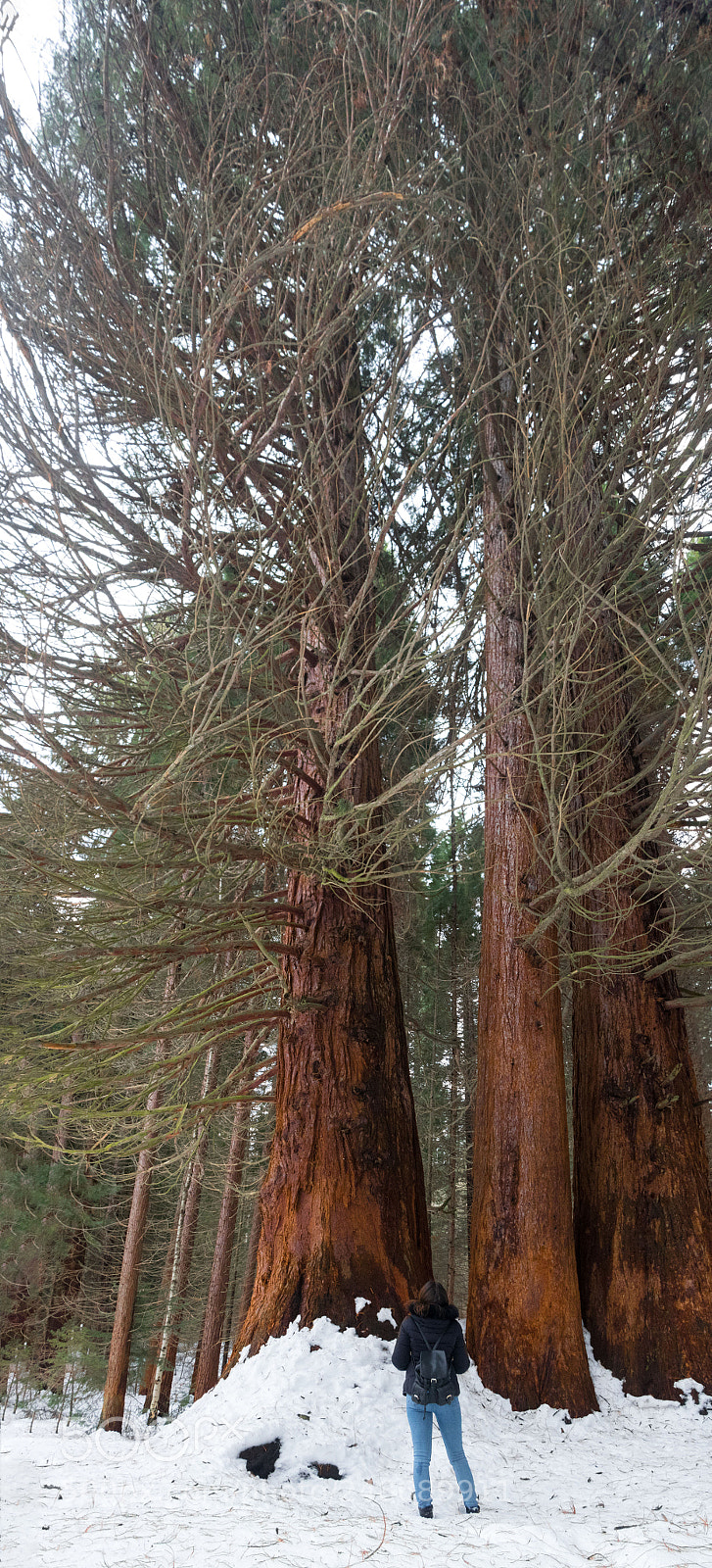 Canon EOS 750D (EOS Rebel T6i / EOS Kiss X8i) sample photo. A giant sequoia photography