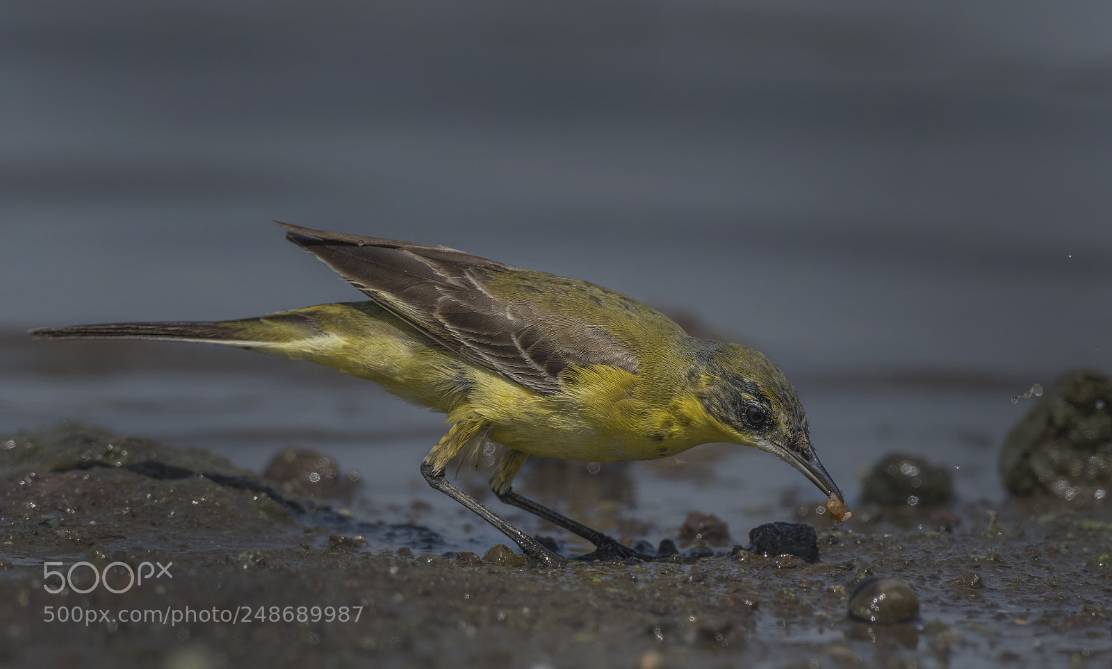 Nikon D500 sample photo. Yellow wagtail photography