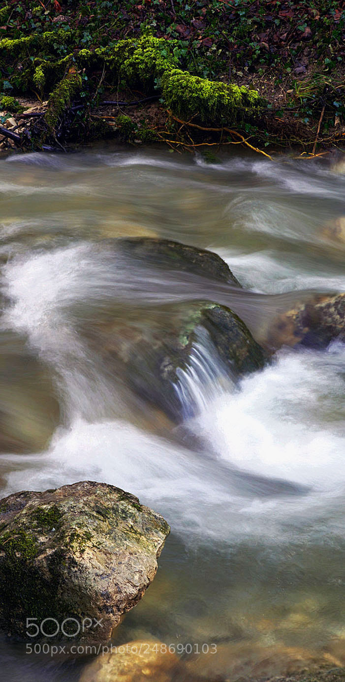 Sony ILCA-77M2 sample photo. Mossy roots on the photography