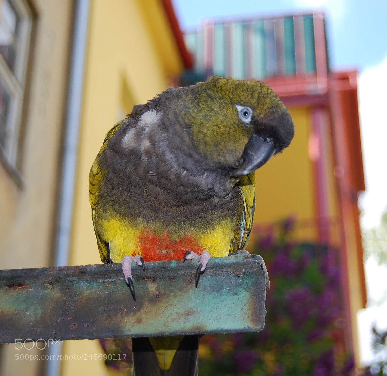 Nikon D40X sample photo. Ricardo photography