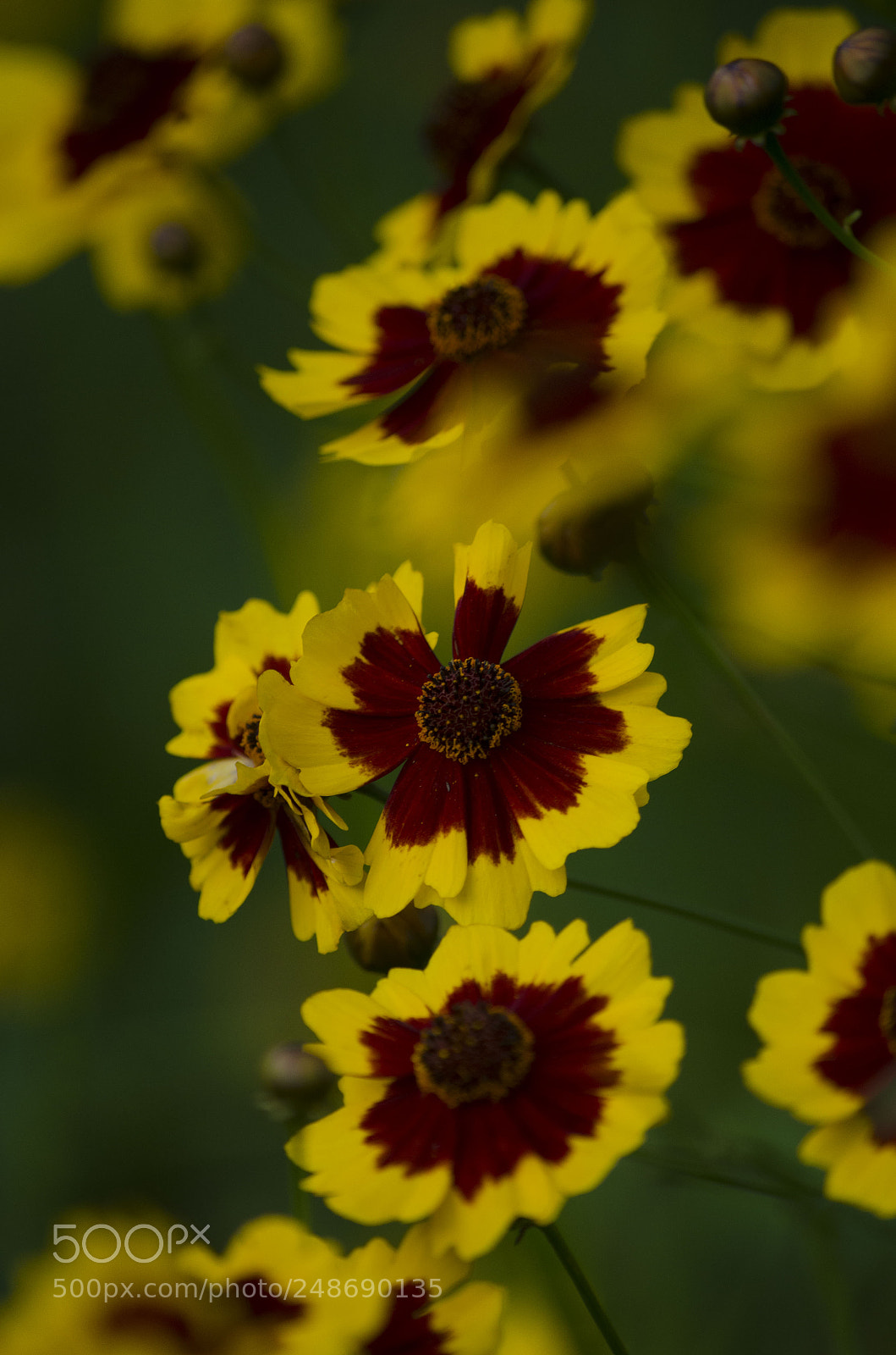 Nikon D5100 sample photo. Coreopsis photography