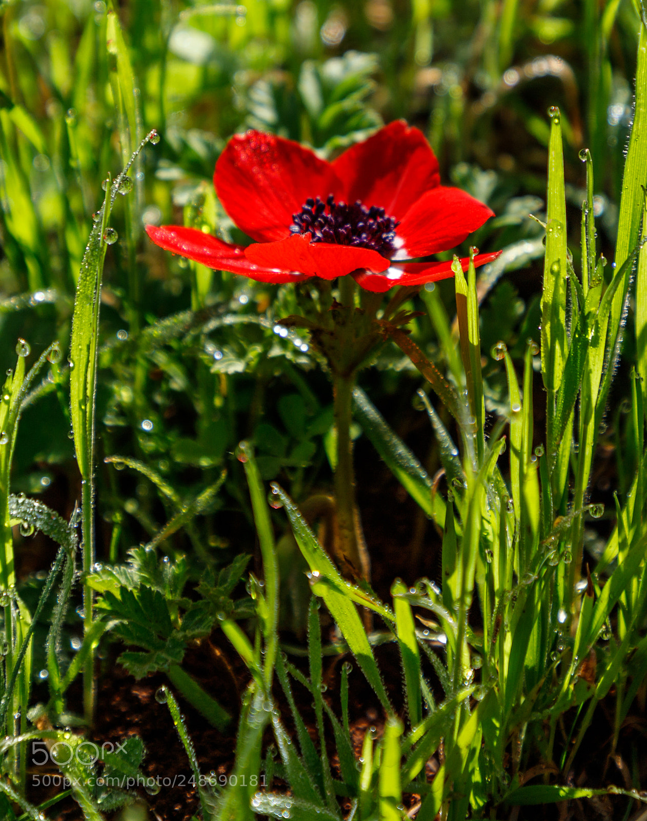 Canon EOS 6D Mark II sample photo. Img photography