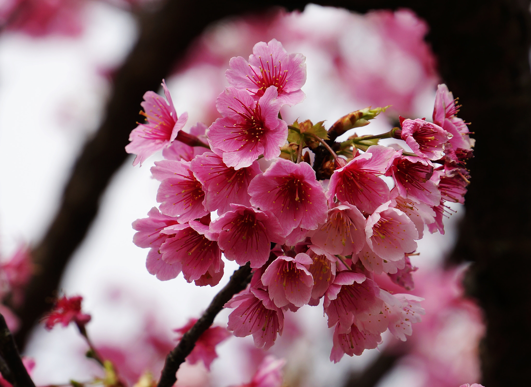 cherry blossom