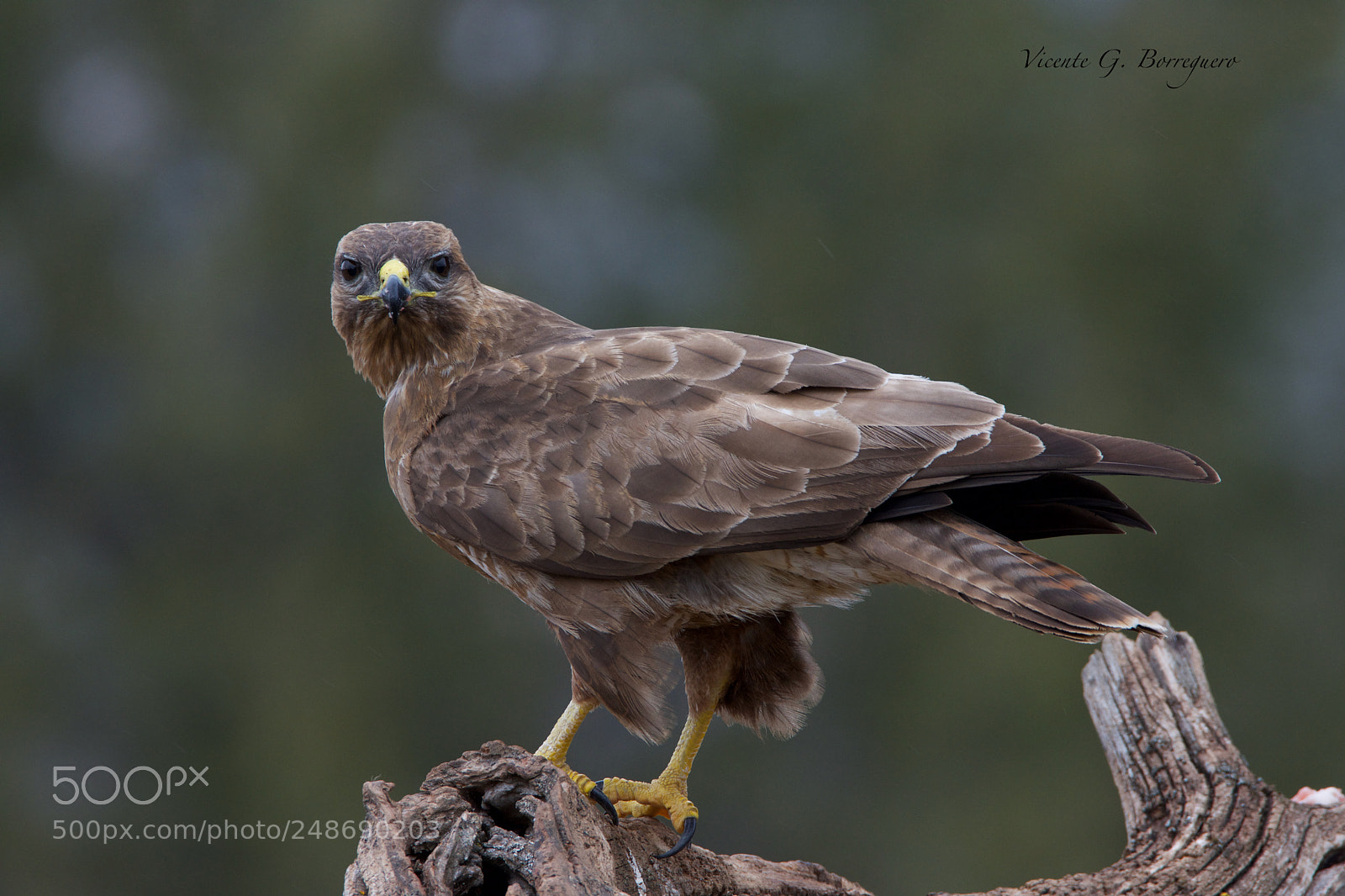 Nikon D7200 sample photo. Buteo buteo photography