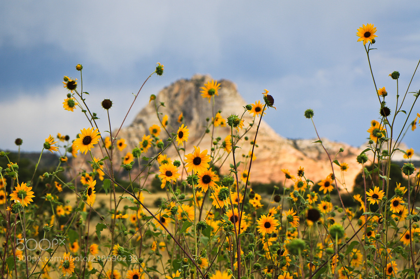 Canon EOS 7D Mark II sample photo. Blooming photography